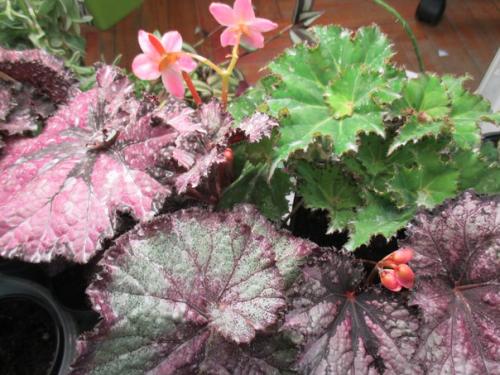 Роскошь узоров лиственных бегоний. 08 Роскошь узоров лиственных бегоний. 08