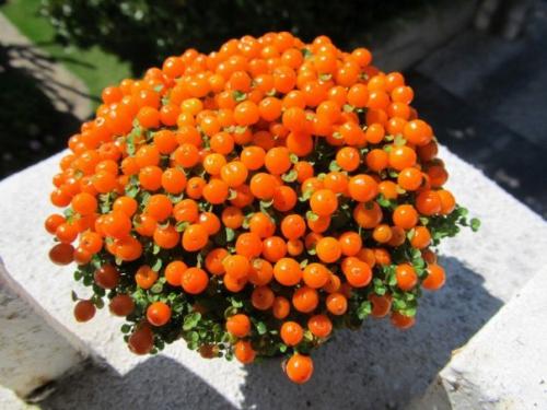 Нертера гренадская?  В комнатной культуре почвопокровники далеко не так любимы, как в садовой, да и встречаются они реже. 03