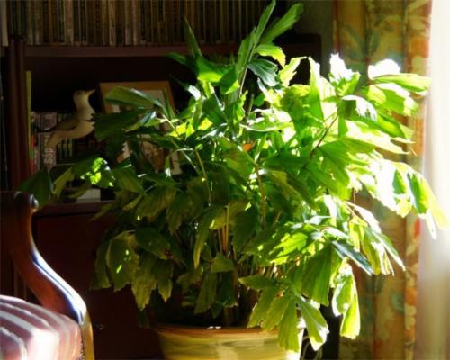 Пальма кариота - легендарный Рыбий Хвост? 01