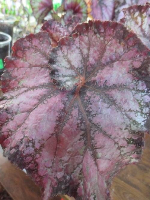 Роскошь узоров лиственных бегоний. 05 Роскошь узоров лиственных бегоний. 05