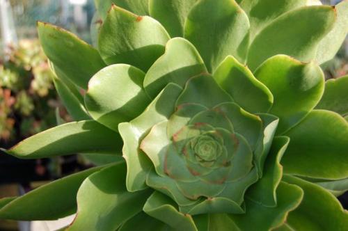 Вечные эониумы и их непростой характер? 08