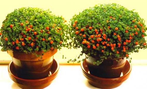 Нертера гренадская?  В комнатной культуре почвопокровники далеко не так любимы, как в садовой, да и встречаются они реже. 06