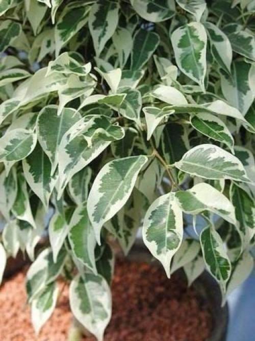 Растения - кондиционеры.  О пользе домашних растений можно говорить бесконечно. 02