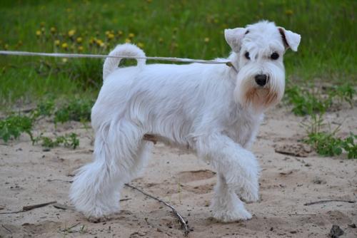 Цвергшнауцер белый. Блондинка, белые туфли, белый пес. 01