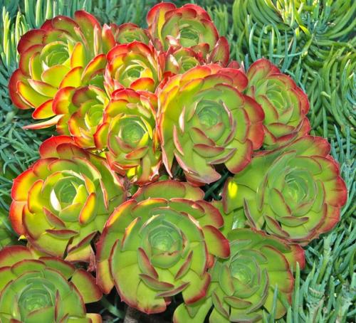 Вечные эониумы и их непростой характер? 02