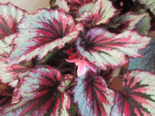 Роскошь узоров лиственных бегоний. 02 Роскошь узоров лиственных бегоний. 02