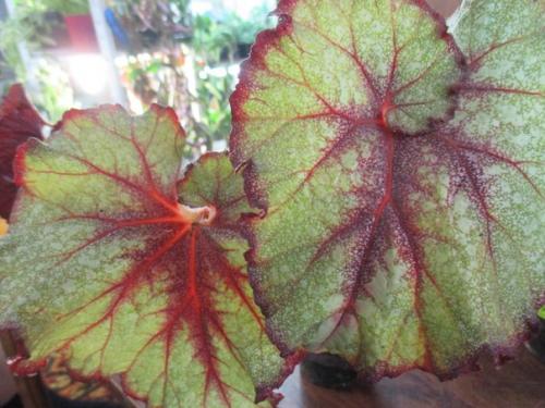 Роскошь узоров лиственных бегоний. 06 Роскошь узоров лиственных бегоний. 06