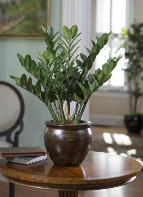 Почему так популярен замиокулькас и куда поставить цветок, чтобы он приносил в дом богатство и счастье. 01 Почему так популярен замиокулькас и куда поставить цветок, чтобы он приносил в дом богатство и счастье. 01