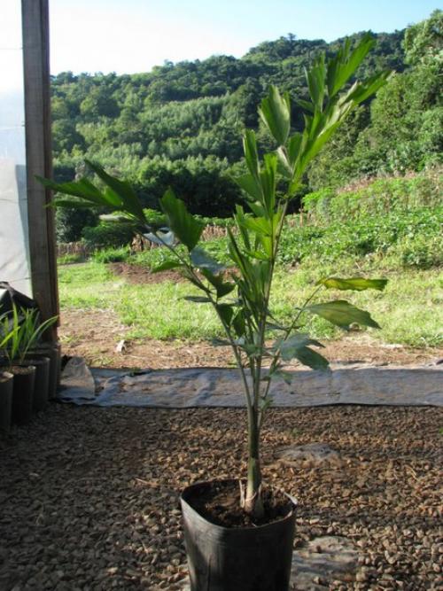 Пальма кариота - легендарный Рыбий Хвост? 06