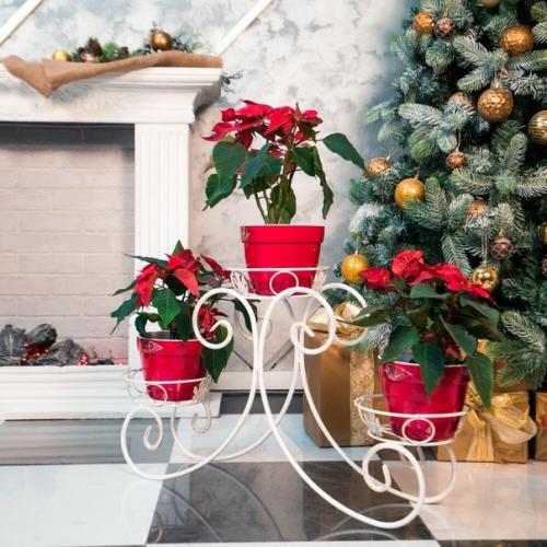 Пуансеттия к новому году. 02