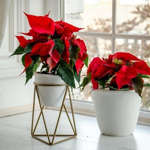 Пуансеттия к новому году. 03