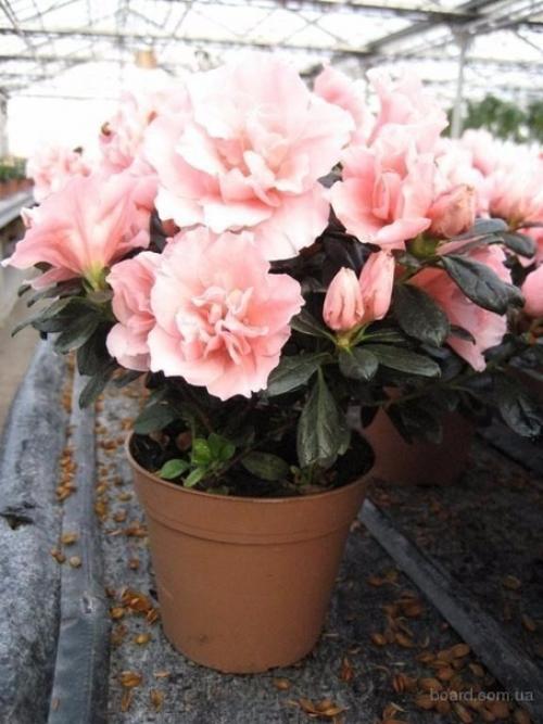 Растения - кондиционеры.  О пользе домашних растений можно говорить бесконечно.