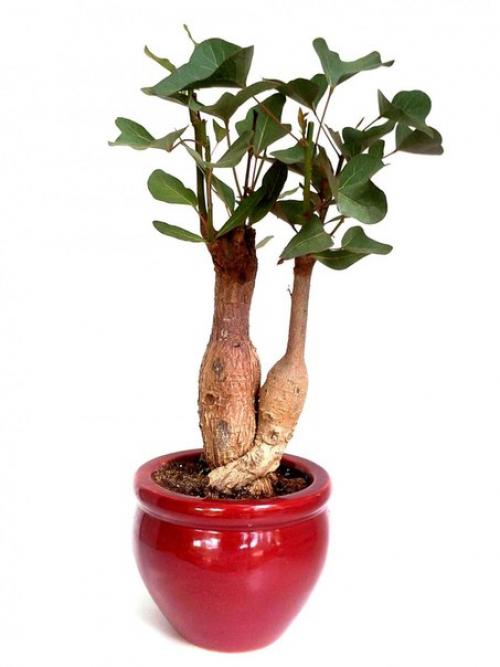 Брахихитон - король бутылочных деревьев? 07