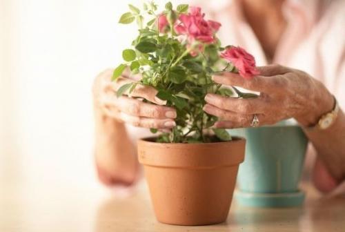 Какие цветы нужно держать дома, если ….

