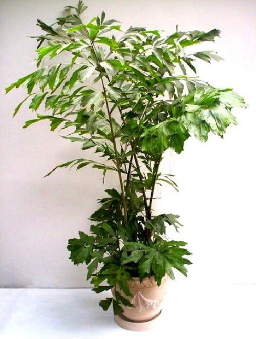 Пальма кариота - легендарный Рыбий Хвост? 04