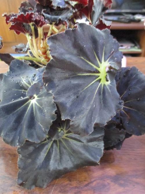 Роскошь узоров лиственных бегоний. 03 Роскошь узоров лиственных бегоний. 03