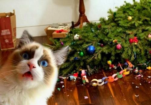 Про котов и кошек. 
