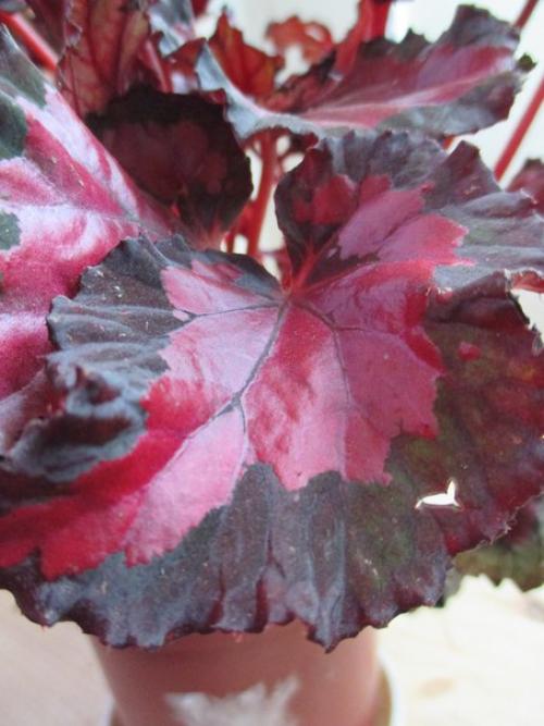 Роскошь узоров лиственных бегоний. 04 Роскошь узоров лиственных бегоний. 04