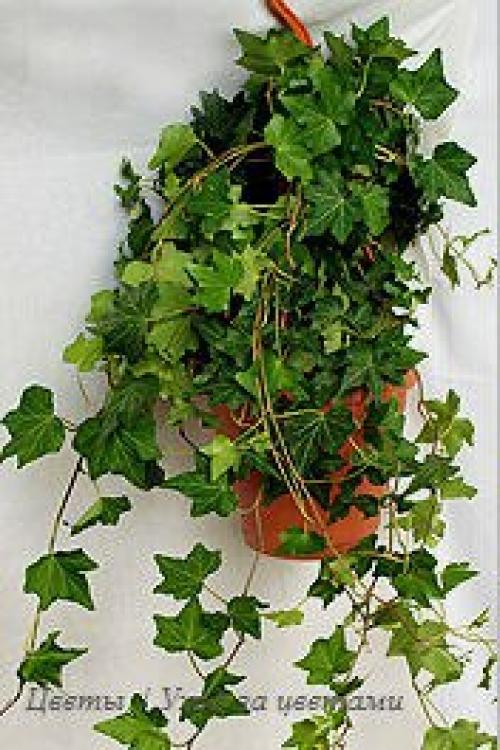 Плющ или хедера (Hedera? 05