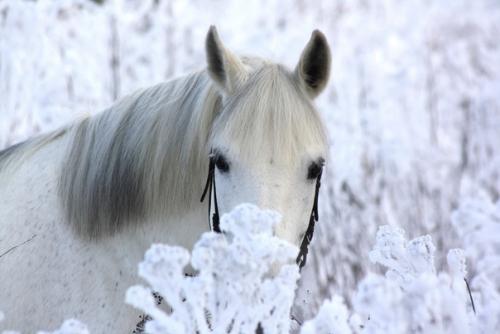 Та самая лошадь. 01