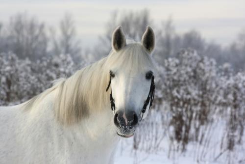 Та самая лошадь. 03