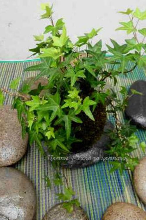 Плющ или хедера (Hedera? 03