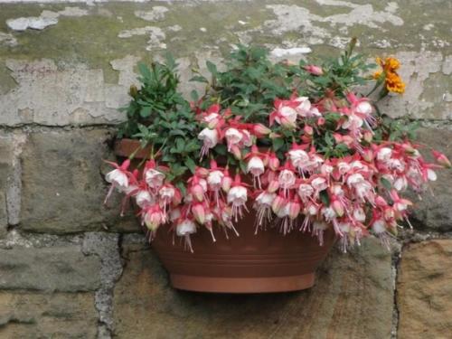 8 красивых ампельных растений для сада. 07