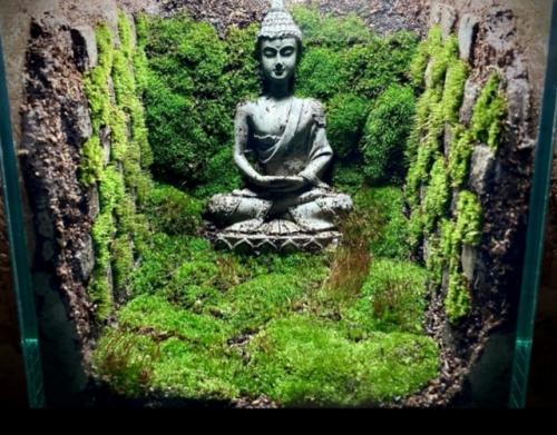 Моховой террариум как стильный элемент декора. 07