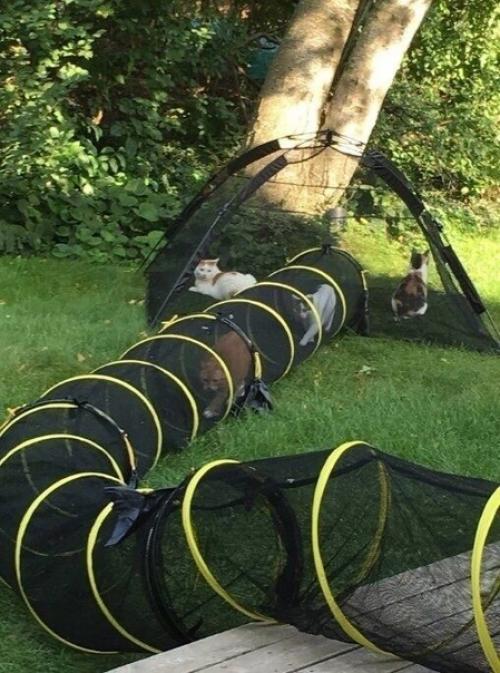 Вашему вниманию представляется котопровод.