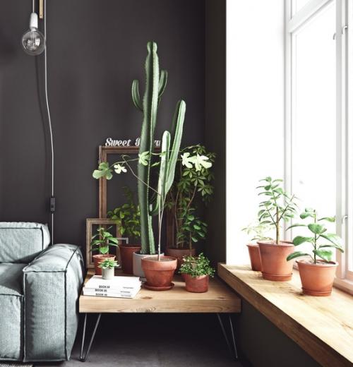 Черный цвет стен в скандинавском интерьере идеально сочетается с южноамериканскими кактусами и мебелью из светлого дерева. 04
