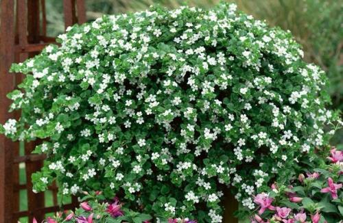 8 красивых ампельных растений для сада. 08