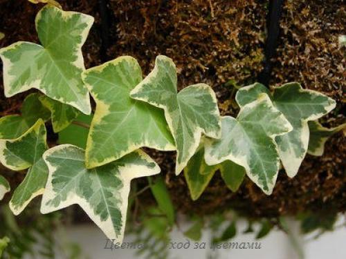 Плющ или хедера (Hedera? 01