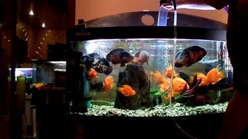 Как заработать на обслуживании и чистке аквариумов. 01