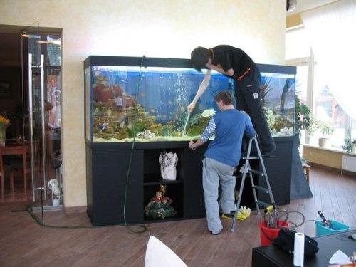 Как заработать на обслуживании и чистке аквариумов.