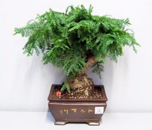 9 домашних растений вместо освежителей воздуха и Саше. 01