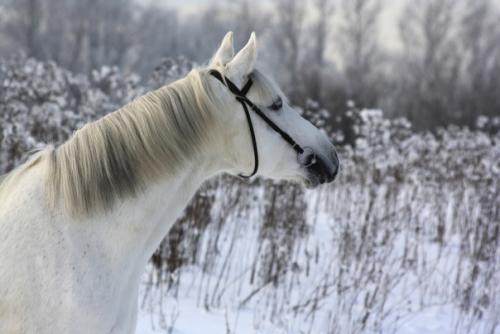 Та самая лошадь. 02