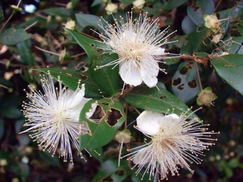 9 домашних растений вместо освежителей воздуха и Саше. 06