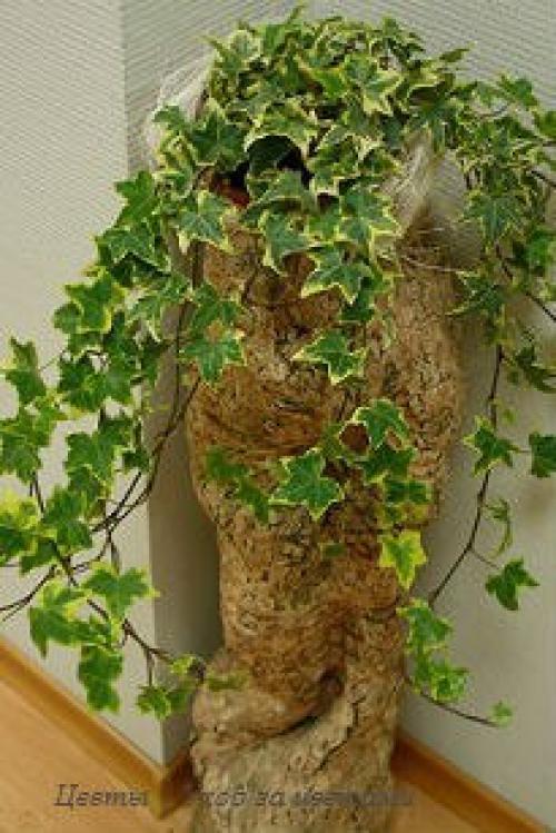 Плющ или хедера (Hedera? 02