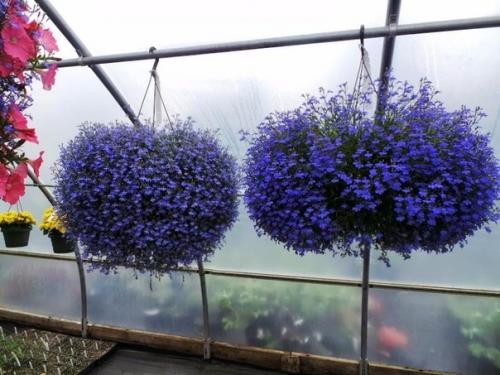 8 красивых ампельных растений для сада. 03