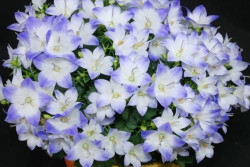 Мы подбираем освещение для комнатных колокольчиков. 01