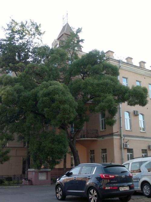 Дом с павлином. 03