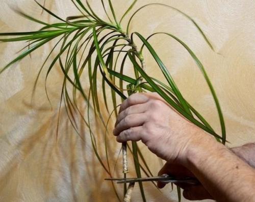 Как обновить драцену? 01