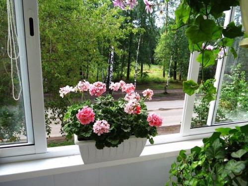 9 домашних растений вместо освежителей воздуха и Саше. 03