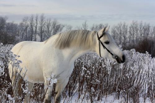 Та самая лошадь. 04