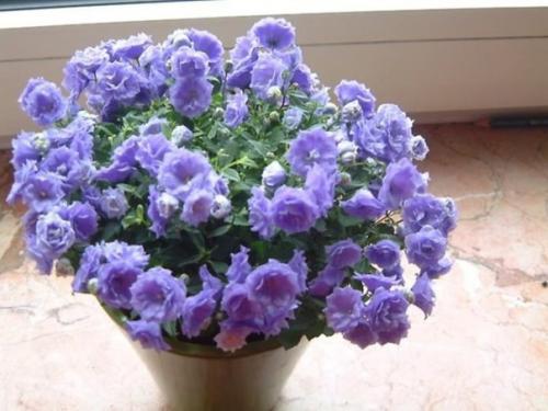 Мы подбираем освещение для комнатных колокольчиков. 02