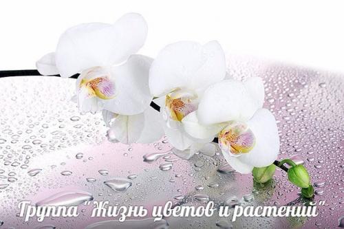 ? 7. Распространенных мифы об уходе за комнатными растениями.