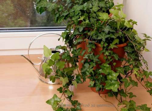 Плющ или хедера (Hedera? 04