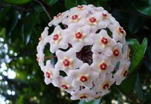 9 домашних растений вместо освежителей воздуха и Саше. 04