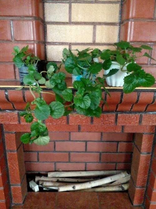 Плектрантус.  Этот цветок всегда у моей бабушки рос. 02