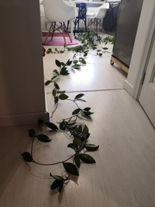 Здравствуйте.  Хочу поделиться с вами комнатно - растительной красотой. 03